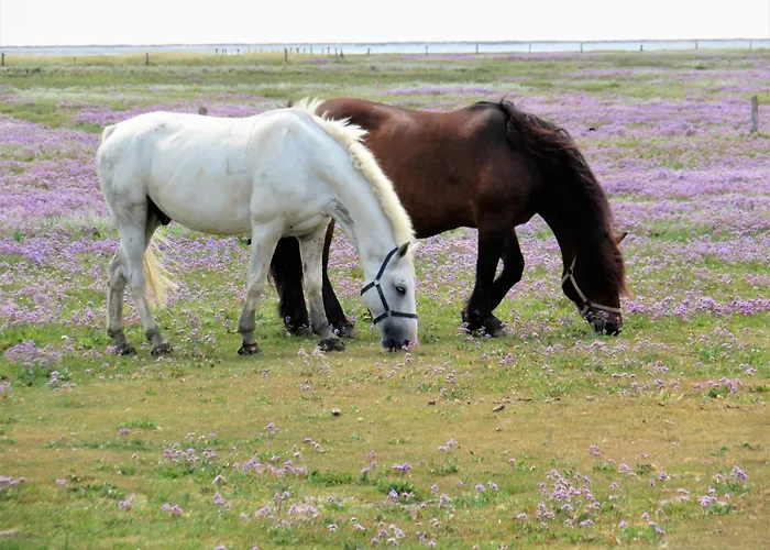 Haus Delft Nordstern Lejlighed